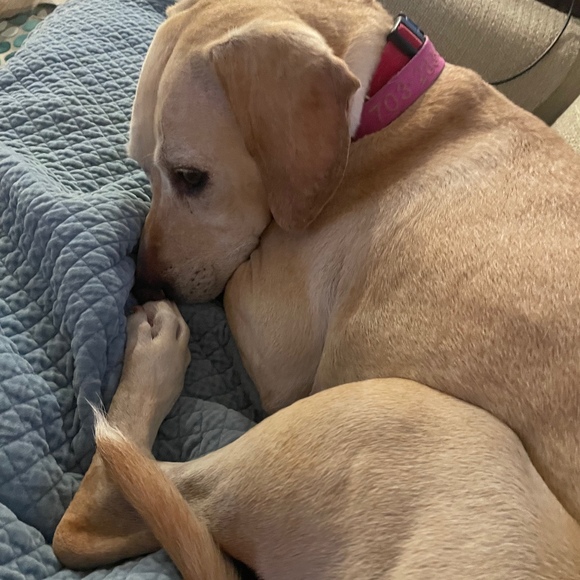 Meet your Posher, Charlotte - Picture 1 of 1